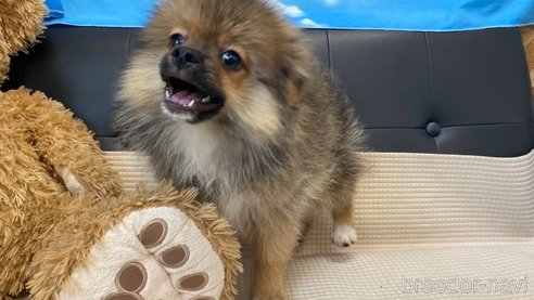 成約済の兵庫県のポメチワ:ポメラニアン×チワワ-323686の7枚目